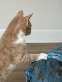 Jasper - Photo 4