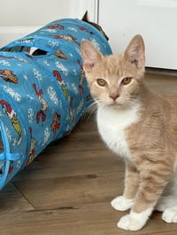 Jasper - Photo 2