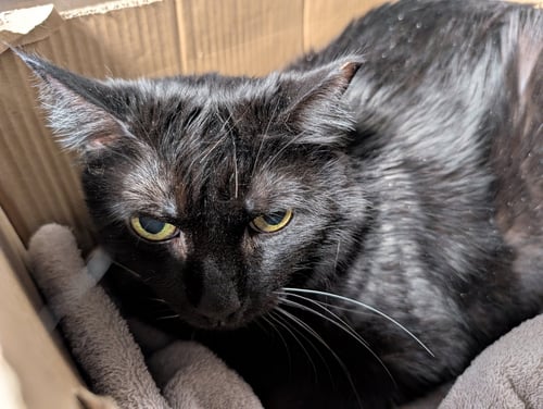 LUCILLE - Maine Coon available for adoption
