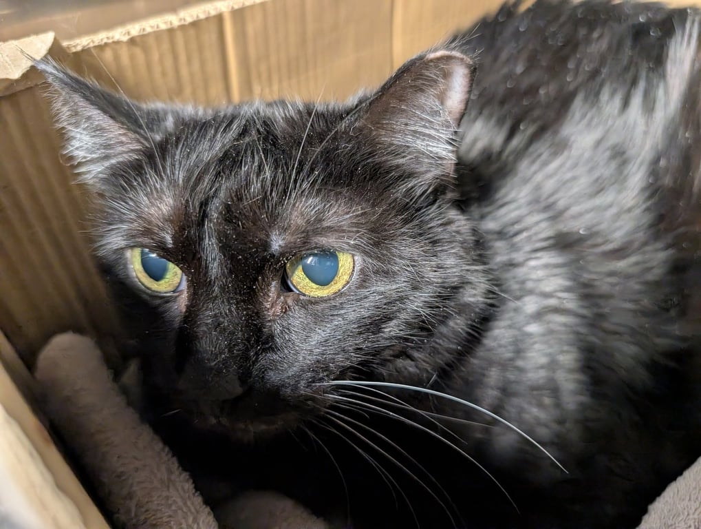 Lucille Image