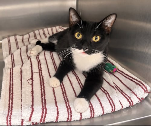 ROXIE - Domestic Short Hair available for adoption