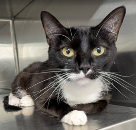 ROXIE - Domestic Short Hair available for adoption