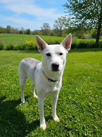 Bella - Photo 1