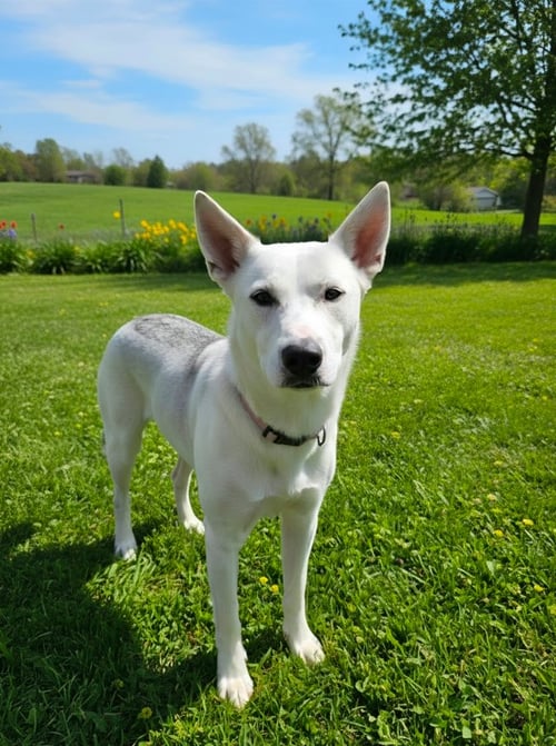 BELLA - Husky / Pit Bull Terrier available for adoption