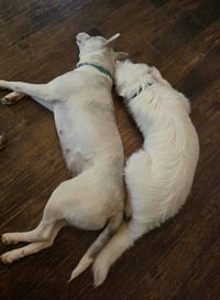 Bella - Photo 3