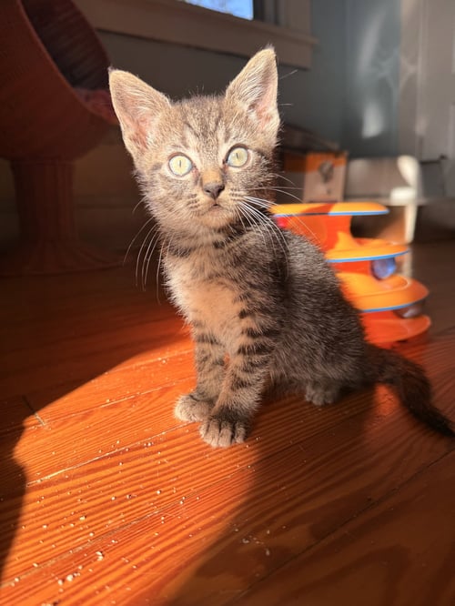 JUICEBOX - Domestic Short Hair available for adoption