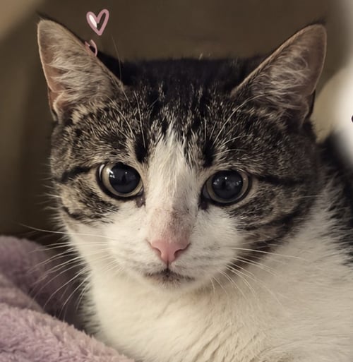 ANIYA - Domestic Short Hair available for adoption