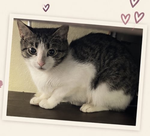 ANIYA - Domestic Short Hair available for adoption