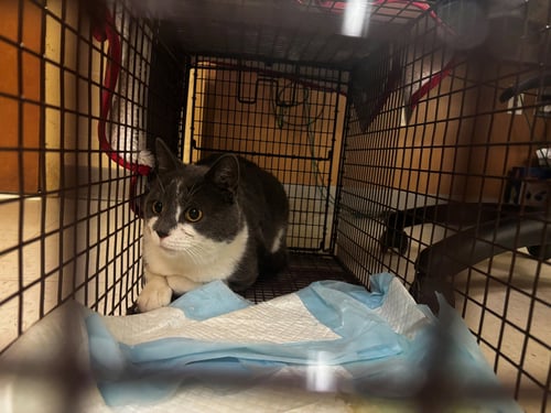 LOVE BUG - Domestic Short Hair available for adoption
