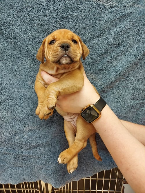 KYLIE - Labrador Retriever available for adoption