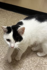 Patches-purring sidekick! - Photo 2