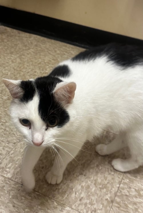 PATCHES-PURRING SIDEKICK! - Domestic Short Hair available for adoption