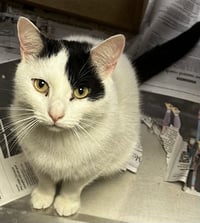 Patches-purring sidekick! - Photo 3