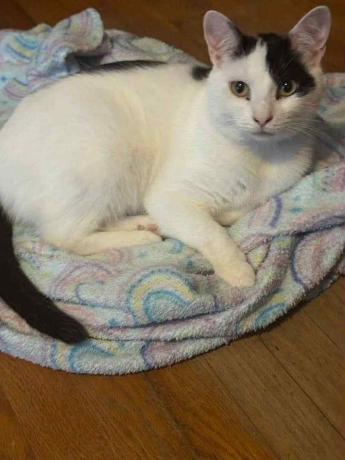 PATCHES-PURRING SIDEKICK! - Domestic Short Hair available for adoption