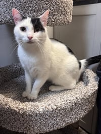 Patches-purring sidekick! - Photo 1
