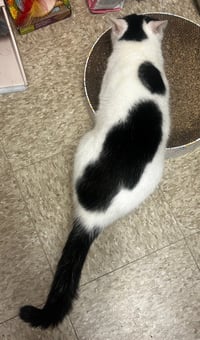 Patches-purring sidekick! - Photo 4