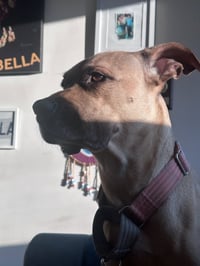 Lucky - fee sponsored until 7/26 - Photo 3