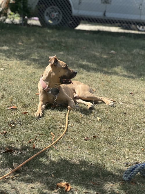 LUCKY - FEE SPONSORED UNTIL 7/26 - Pit Bull Terrier available for adoption
