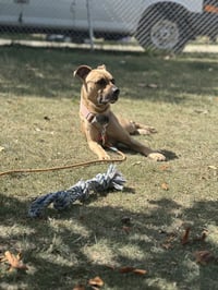Lucky - fee sponsored until 7/26 - Photo 4