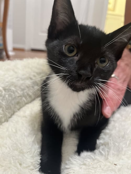 SIERRA - Domestic Short Hair available for adoption