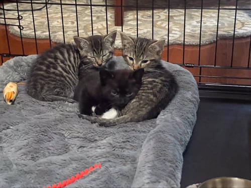 PUFF - Domestic Short Hair available for adoption