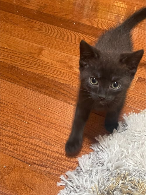 PUFF - Domestic Short Hair available for adoption
