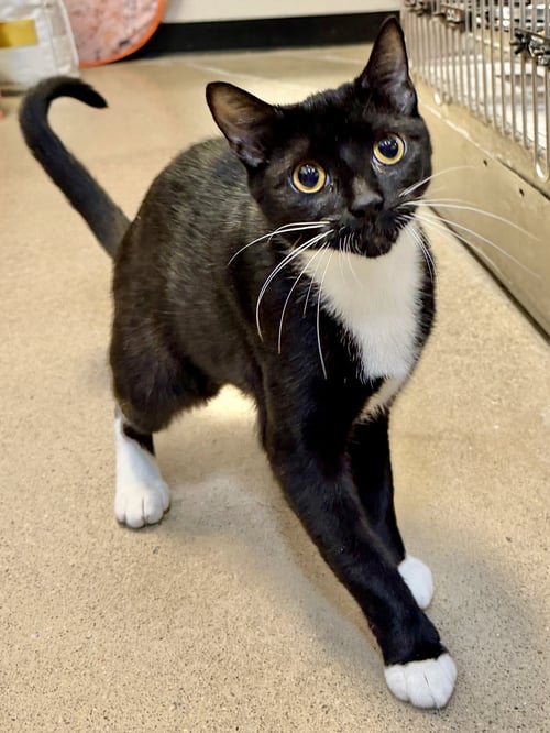 HARPER - Domestic Short Hair available for adoption
