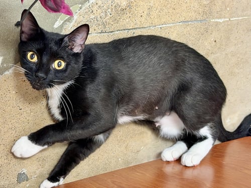 HARPER - Domestic Short Hair available for adoption