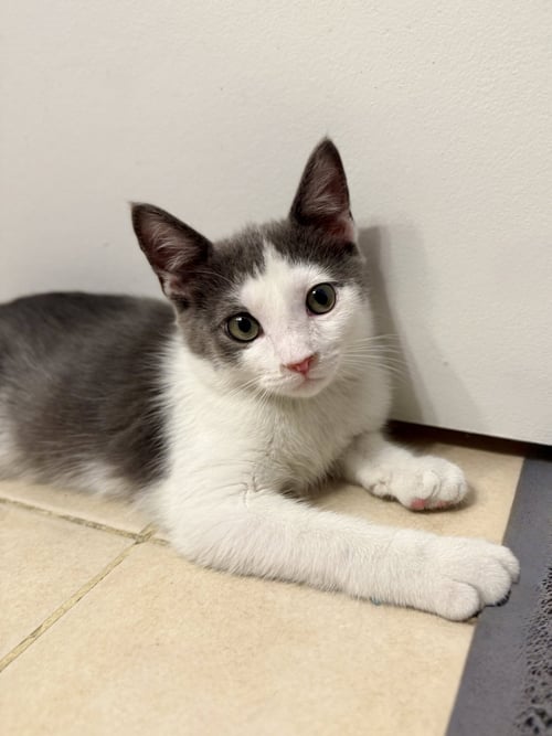 MAZE - Domestic Short Hair available for adoption