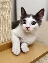 Maze - Photo 4