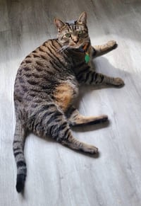 Tito - Foster Needed - Photo 3
