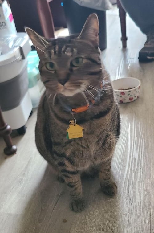 TITO - FOSTER NEEDED - Domestic Short Hair available for adoption