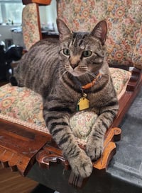 Tito - Foster Needed - Photo 1
