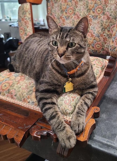 TITO - FOSTER NEEDED - Domestic Short Hair available for adoption