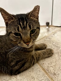 Hector- likes dogs FEE SPONSORED - Photo 3