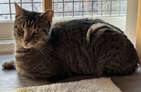 Hector- likes dogs FEE SPONSORED - Photo 7