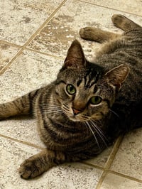 Hector- likes dogs FEE SPONSORED - Photo 2