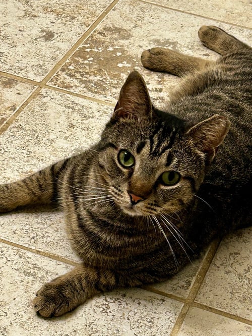 HECTOR- LIKES DOGS FEE SPONSORED - Domestic Short Hair available for adoption