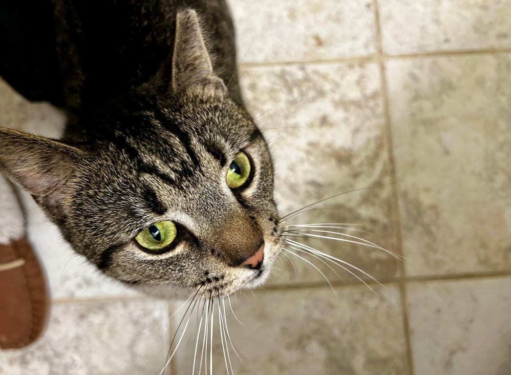 Hector- likes dogs FEE SPONSORED Image