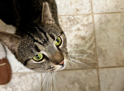 HECTOR- LIKES DOGS FEE SPONSORED - Domestic Short Hair available for adoption