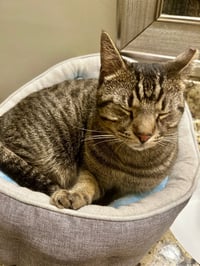 Hector- likes dogs FEE SPONSORED - Photo 4