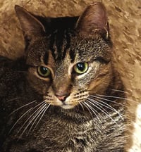 Hector- likes dogs FEE SPONSORED - Photo 9