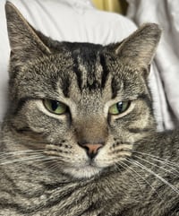 Hector- likes dogs FEE SPONSORED - Photo 10