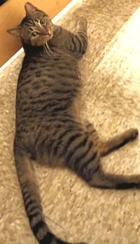 Hector- likes dogs FEE SPONSORED - Photo 8