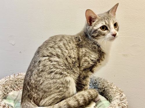 KANDY - Domestic Short Hair available for adoption