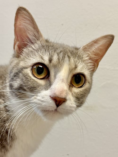 KANDY - Domestic Short Hair available for adoption