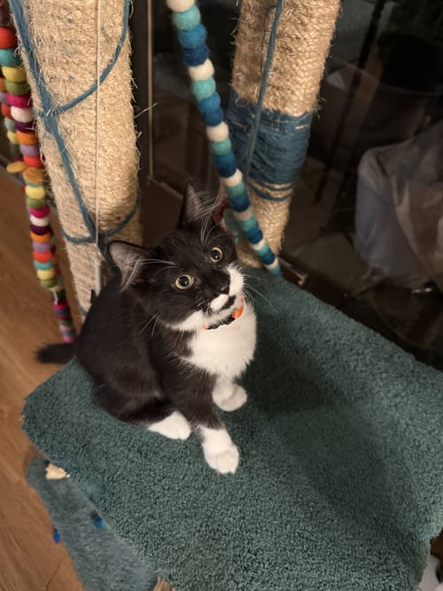 COCA - Domestic Short Hair available for adoption
