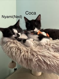 Coca - Photo 2