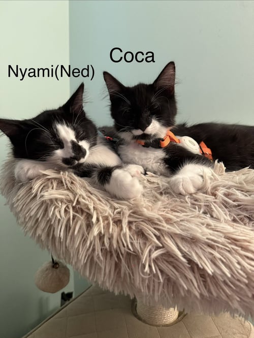 COCA - Domestic Short Hair available for adoption