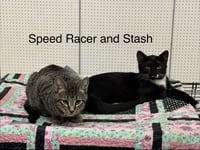 Speedracer - Photo 4